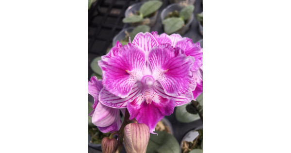 Орхiдея Phal. (Sogo Vivien x Yu Pin Fire Works) big lip метелик